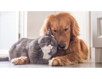 Домашни любимци